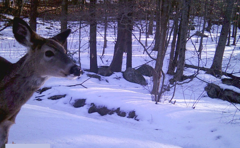 Winter Game Cam Roundup